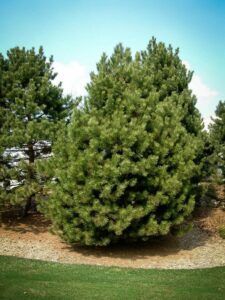 Сосна Чёрная (Pinus Nigra) купить по цене от 270.00р. в интернет-магазине «Посадика» с доставкой почтой в в Сланцые и по всей России – [изображение №1].