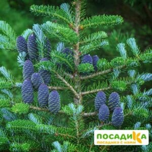 Пихта корейская (Abies koreana) купить по цене от 450.00р. в интернет-магазине «Посадика» с доставкой почтой в в Сланцые и по всей России – [изображение №1].