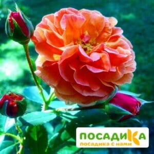 Роза Арабия купить по цене от 350.00р. в интернет-магазине «Посадика» с доставкой почтой в в Сланцые и по всей России – [изображение №1].