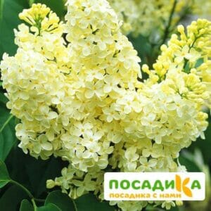 Сирень Примроуз (Primrose) купить по цене от 529.00р. в интернет-магазине «Посадика» с доставкой почтой в в Сланцые и по всей России – [изображение №1].