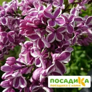 Сирень Сенсация купить по цене от 529.00р. в интернет-магазине «Посадика» с доставкой почтой в в Сланцые и по всей России – [изображение №1].