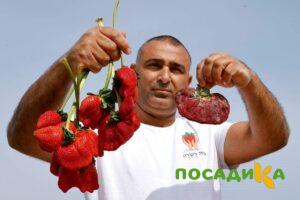 Клубника Гигант Джорнея купить по цене от 266р. в интернет-магазине «Посадика» с доставкой почтой в в Сланцые и по всей России – [изображение №1].