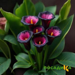Калла Аура Лейс купить по цене от 400р. в интернет-магазине «Посадика» с доставкой почтой в в Сланцые и по всей России – [изображение №1].