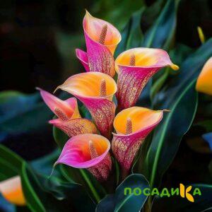 Калла Оникс купить по цене от 450р. в интернет-магазине «Посадика» с доставкой почтой в в Сланцые и по всей России – [изображение №1].