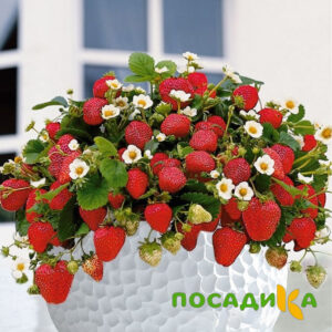 Клубника Рубиновый Шепот (горшечная) купить по цене от 240р. в интернет-магазине «Посадика» с доставкой почтой в в Сланцые и по всей России – [изображение №1].