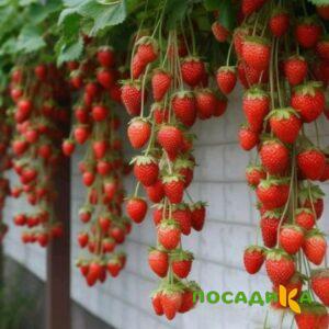 Клубника вьющаяся Комплимент купить по цене от 470р. в интернет-магазине «Посадика» с доставкой почтой в в Сланцые и по всей России – [изображение №1].