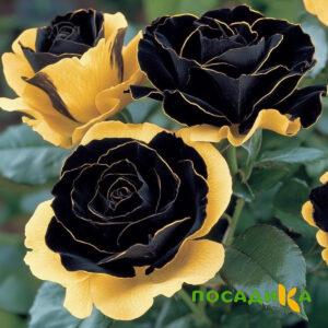 Роза Ханни Сикл купить по цене от 700р. в интернет-магазине «Посадика» с доставкой почтой в в Сланцые и по всей России – [изображение №1].