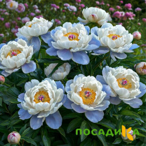 Пион акварельный Этюд купить по цене от 806р. в интернет-магазине «Посадика» с доставкой почтой в в Сланцые и по всей России – [изображение №1].