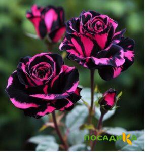 Роза Багровый Шепот купить по цене от 366р. в интернет-магазине «Посадика» с доставкой почтой в в Сланцые и по всей России – [изображение №1].