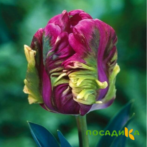 Тюльпан Экзотик Хэвен купить по цене от 186р. в интернет-магазине «Посадика» с доставкой почтой в в Сланцые и по всей России – [изображение №1].