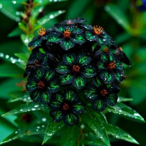 Флокс Ривьера купить по цене от 299р. в интернет-магазине «Посадика» с доставкой почтой в в Сланцые и по всей России – [изображение №1].