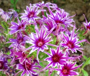 Флокс Звездное Кружево купить по цене от 361р. в интернет-магазине «Посадика» с доставкой почтой в в Сланцые и по всей России – [изображение №1].